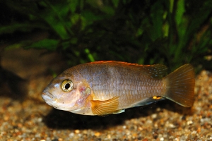 Лабидохромис Церелеус, Femelle Labidochromis