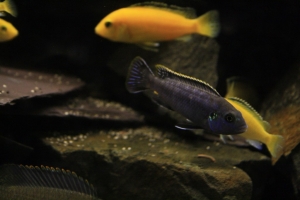 Лабидохромис Церелеус, Labidochromis caeruleus