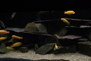 Лабидохромис Церелеус, Labidochromis Caeruleus