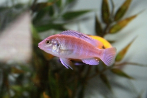 Лабидохромис Чизумула, Labidochromis chisumulae