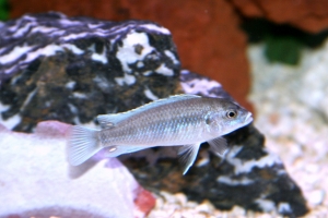 Лабидохромис Паллидус, Labidochromis pallidus