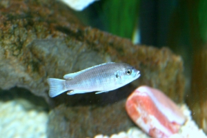 Лабидохромис Паллидус, Labidochromis pallidus