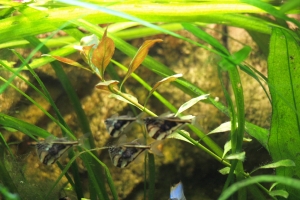 Карнегиелла мраморная, Marbled Hatchetfish
