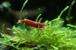 Креветка неокаридина, Neocaridina heteropoda var. Red. Cerry Shrimp