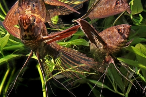 Рыба-Бабочка, Pantodon buchholzi