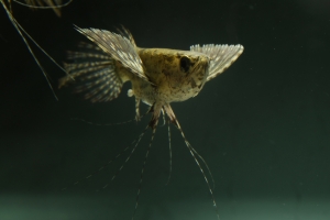 Рыба-Бабочка, Pantodon buchholzi