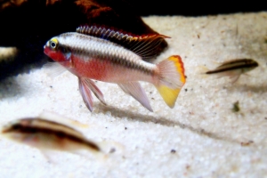 Цихлида Попугай, Pelvicachromis pulcher