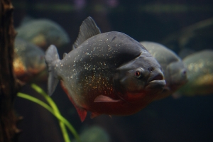 Пиранья, Red bellied piranha