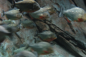 Пиранья, Georgia Aquarium: red piranha