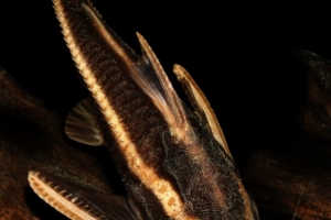 Платидорас полосатый, Platydoras armatulus