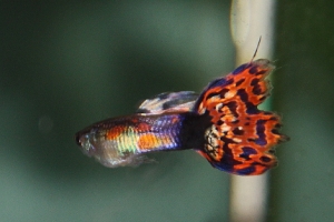 Гуппи, Poecilia reticulata
