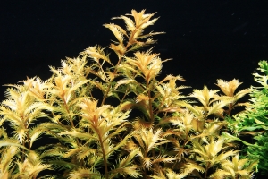 Прозерпинака палюстрис, Proserpinaca palustris