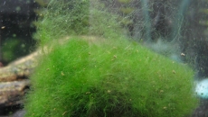 Нитчатые водоросли на кладофоре