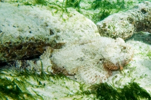 Пятнистый скорпион, Spotted Scorpionfish