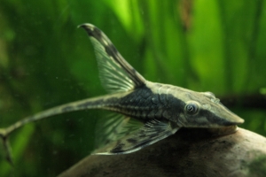 Фарловелла обыкновенная, Whiptail catfish