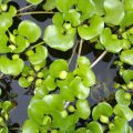 Эйхорния отличная, водяной гиацинт / Eichhornia crassipes
