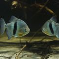 Травоядные пираньи, аквариумная рыбка-доллар (ленточный милеус) - содержание и фото
