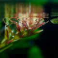 Ротала круглолистная / Rotala rotundifolia